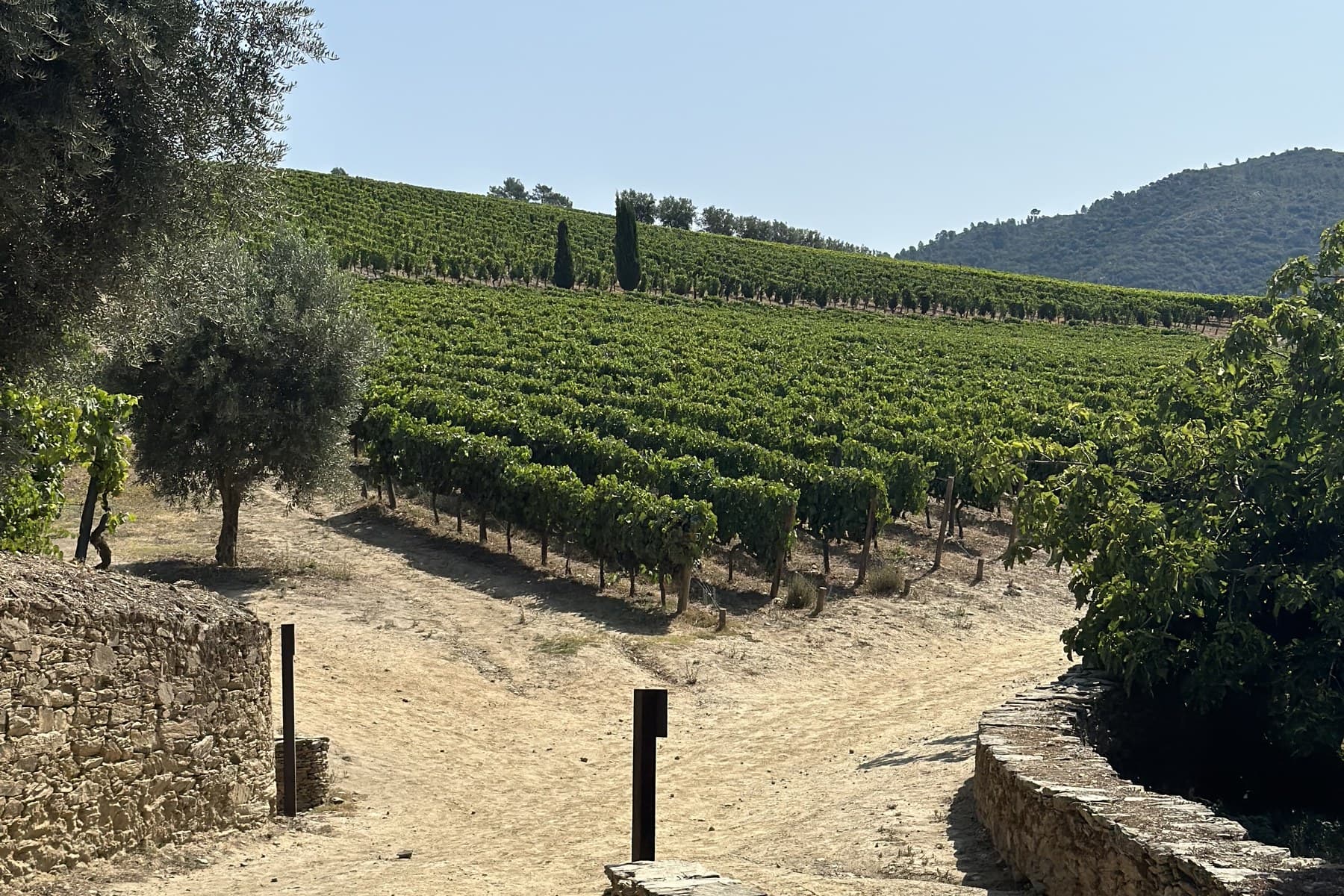 Sun-drenched vineyard rows climbing a hillside, framed by an olive tree and dry-stack stone walls
